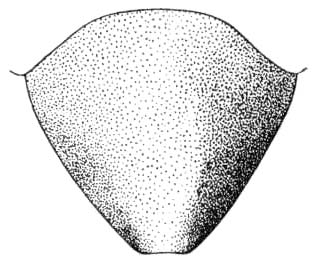 Pl. 14 Fig 2. female subgenital plate, ventral view. Depicts Cycloptilum distinctum Hebard, 1931, an Otu.