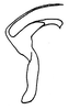 Aedeagus, lateral view: Aedeagus, lateral view. (Observation).