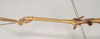 CollectionObject 1557074; e8824fa7-7bdd-4f78-b5d6-828855d146a0: copyright Natural History Museum, London. male: head and thorax, lateral view of Anophelepis telesphorus (syntype). (CollectionObject).;CollectionObject 1557075; 8e1aa3ad-4f20-40ea-8faf-7e21629869df: copyright Natural History Museum, London. male: head and thorax, lateral view of Anophelepis telesphorus (syntype). (CollectionObject).