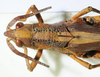 female head and pronotum, dorsal view. Depicts CollectionObject 1498680; 6b73ba8c-73bd-4ffb-86ec-c014e456b71e, a CollectionObject.