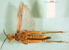 CollectionObject 1501244; bf0dafdf-55b0-427d-9680-5fe526a8d434, DORSA BA000234S01: male, ventral view (holotype of Catantops pamae). (CollectionObject).