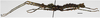 CollectionObject 1593538; 49d76f94-0b32-44e3-baa1-5d8c6d34af04: from original publication. female (holotype). (CollectionObject).