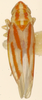 Habitus, dorsal view on Erythridula afflicta (Beamer, 1935): Habitus (holotype, KSEM collection). (Observation).