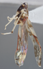 Habitus, lateral view on Eupterella gladia DeLong & Ruppel, 1950: Lateral. (Observation).