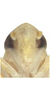 Head: Habitus or head. (Observation).