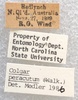 Other: !! display not done !! on Colgar peracutus (Walker, 1858): (Observation).