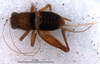 CollectionObject 1580116; f7ef8abe-029f-4beb-9cbf-894c70302729: female, dorsal view (paratype). (CollectionObject).