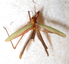 CollectionObject 1475679; ef147de6-945b-48e7-8582-95547db27a17: male, dorsal view (holotype). (CollectionObject).