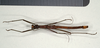 CollectionObject 1560709; 71a31e01-2952-4073-b56a-793134ecc899: copyright MIZ, Warsaw. male, ventral view (holotype). (CollectionObject).