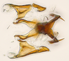 Aedeagus, ventral view: (Observation).