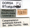CollectionObject 1502641; 8178f02f-6152-4470-b090-265cc102d1c1, DORSA BTcatgutF2: labels. (CollectionObject).