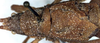 CollectionObject 1531723; 6a290085-043a-4789-8b7d-500d96d0f046: male, dorsal view (lectotype). (CollectionObject).