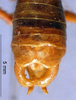 CollectionObject 1516490; a3448119-7806-4f99-b4c8-5348a5395b69: male cerci (paratype). (CollectionObject).