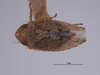 Habitus, dorsal view on Texananus (Texananus) denticulus (Osborn & Lathrop, 1923): (Observation).