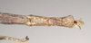 CollectionObject 1561041; NHMUK(SF IMPORT DUPLICATE) 844544, 33cfc6b9-5173-463a-8c4d-1bf9121caaa1: copyright Natural History Museum, London. female: end of abdomen, dorsal view (paratype). (CollectionObject).