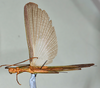 CollectionObject 1560956; USNM(SF IMPORT DUPLICATE) 7347, 4694a9f3-df5d-4c96-bbbc-33bf272a8dd3: copyright USNM, Washington. male Stratocles multilineatus, ventral view. (CollectionObject).