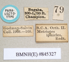 CollectionObject 1559831; 4a58a49b-04df-4116-aef9-da8ea364f0ae: copyright Natural History Museum, London. male, data labels (paralectotype). (CollectionObject).