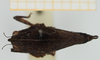 CollectionObject 1582274; bc340c65-db73-4c0d-8141-f0f4642e4b27, NHMUK10924412: female, dorsal view (paratype of Deltonotus tectiformis). (CollectionObject).