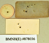 Melanozosteria nitida (Brunner von Wattenwyl, 1865): Holotype, unsexed, labels, reverse. BMNH(E)#878036. (Otu).