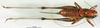 CollectionObject 1500460; b4f104a2-e02d-48af-9fe9-25a429e65707: female, dorsal view (holotype). (CollectionObject).