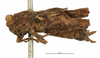 CollectionObject 1521831; 20042116-7489-4a06-a25c-2fbe6facdcac: female, lateral view (holotype). (CollectionObject).