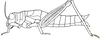 Shelfordites aberrans Karny, 1910: Fig. 12 (after type specimen). female habitus. (Otu).