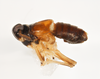 Habitus, lateral view: !! display not done !! on Pissonotus guttatus Spooner, 1912: (Observation).