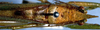 CollectionObject 1531631; 4db35522-e979-453e-b281-c5f9d1893b43: male, dorsal view (syntype). (CollectionObject).