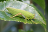 male, lateral view (Kilimanjaro, Kidia). Depicts Zabalius ophthalmicus (Walker, 1869), an Otu.