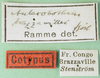 CollectionObject 1500280; 87ac3e35-37f2-4ce9-919d-4834848a4ff2: labels (syntype of Aulacobothrus brazzavillei). (CollectionObject).