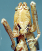 CollectionObject 1479231; 854fcdbc-e3b2-445b-b3bd-450ef5c50450: female, frontal view (holotype). (CollectionObject).