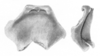 Ceuthophilus (Geotettix) alpinus Scudder, 1894: Figs. 90-90a. epiphallus. (Otu).