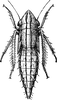 Nymph: (Observation).