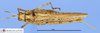 CollectionObject 1513121; e693ea88-7fa9-4680-86c6-721186046d36, MLP3786/1: male, dorsal view (holotype). (CollectionObject).
