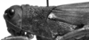 CollectionObject 1532981; dc68ae54-fa23-4354-be0e-cde333b64192: female head and pronotum, lateral view. (CollectionObject).