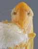 Head: !! display not done !! on Forcipata ancantha (DeLong & Caldwell, 1936): Head/Face. Female Paratype. (Observation).