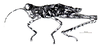 Cryptacris costaricensis Descamps & Rowell, 1984: Fig. 6. female habitus. (Otu).