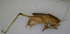 CollectionObject 1544414; 9b07d433-422a-412f-833a-1ea8d3d1f5e5: male, lateral view (holotype). (CollectionObject).