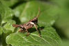 CollectionObject 1496838; 22aac20a-6dc7-4345-89fe-57d0063e89c0: male. (CollectionObject).