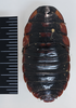 CollectionObject 1553296; cccff9f6-00b2-4533-99bf-263bf399c781: Copyright the Natural History Museum, London. Adult female, dorsal view. (CollectionObject).