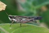 FieldOccurrence 185; 52089d4f-57e0-4d7c-9ad8-ecb4091cc27a; Tanzania
Arusha national park Mount Meru Ngurdoto crater, 2013/03/06: female, lateral view. (FieldOccurrence).