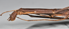 CollectionObject 1558569; 53e1fdbb-9161-455d-bcb1-b772a9e51aaa: copyright NTUC. female: head and thorax, lateral view (syntype). (CollectionObject).;CollectionObject 1558570; bfcc2c1d-711c-4901-beb1-4a62427f0abc: copyright NTUC. female: head and thorax, lateral view (syntype). (CollectionObject).