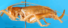 CollectionObject 1500146; 20d8e835-761e-445a-bf67-9b8cb7fbf6ad: female, lateral view (holotype). (CollectionObject).