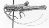 CollectionObject 1523710; 1138753e-000d-494d-956b-869fe865e4a8: male, lateral view (holotype). (CollectionObject).