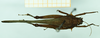 CollectionObject 1585329; fea60686-3763-46b1-9299-10d90dffe76c: female, dorsal view. (CollectionObject).