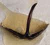CollectionObject 1505811; 0073fc1d-39cc-457e-8e29-8e874eae24d1: male titillators (holotype). (CollectionObject).