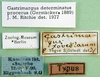 CollectionObject 1501434; ca0dab76-4ba5-46cc-b56f-903365c8b2c7: labels (holotype of Gastrimargus foveolarum). (CollectionObject).