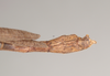 CollectionObject 1557206; NHMUK(SF IMPORT DUPLICATE) 844748, 05419db8-951b-49b9-9e62-e5a487ac9425: copyright Natural History Museum, London. male: end of abdomen, dorsal view (holotype). (CollectionObject).