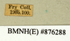 CollectionObject 1573031; 540aa473-11c4-4d72-96c5-9dec3f16290f: Copyright Natural History Museum, London. Labels from non-type (adult male) in BM(NH). (CollectionObject).