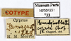 CollectionObject 1587476; MNHN(SF IMPORT DUPLICATE) MNHN-EP-EP733, b22e42f9-919a-4496-9b00-4bfff9b45bbf: CC BY-NC-ND 4.0/MNHN - Depraetere Marion - 2014. Type, female, of cypria Chopard, 1929. Specimen number: MNHN-EP-EP733. http://coldb.mnhn.fr/catalognumber/mnhn/ep/ep733. (CollectionObject).
